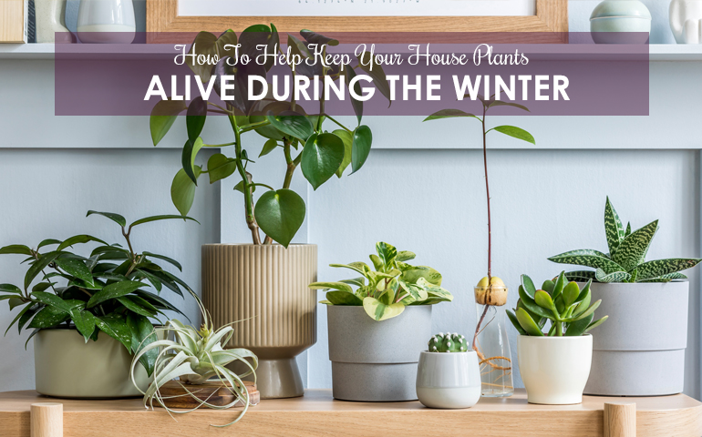 How To Keep Your House Plants Alive During The Winter | Berkshire ...